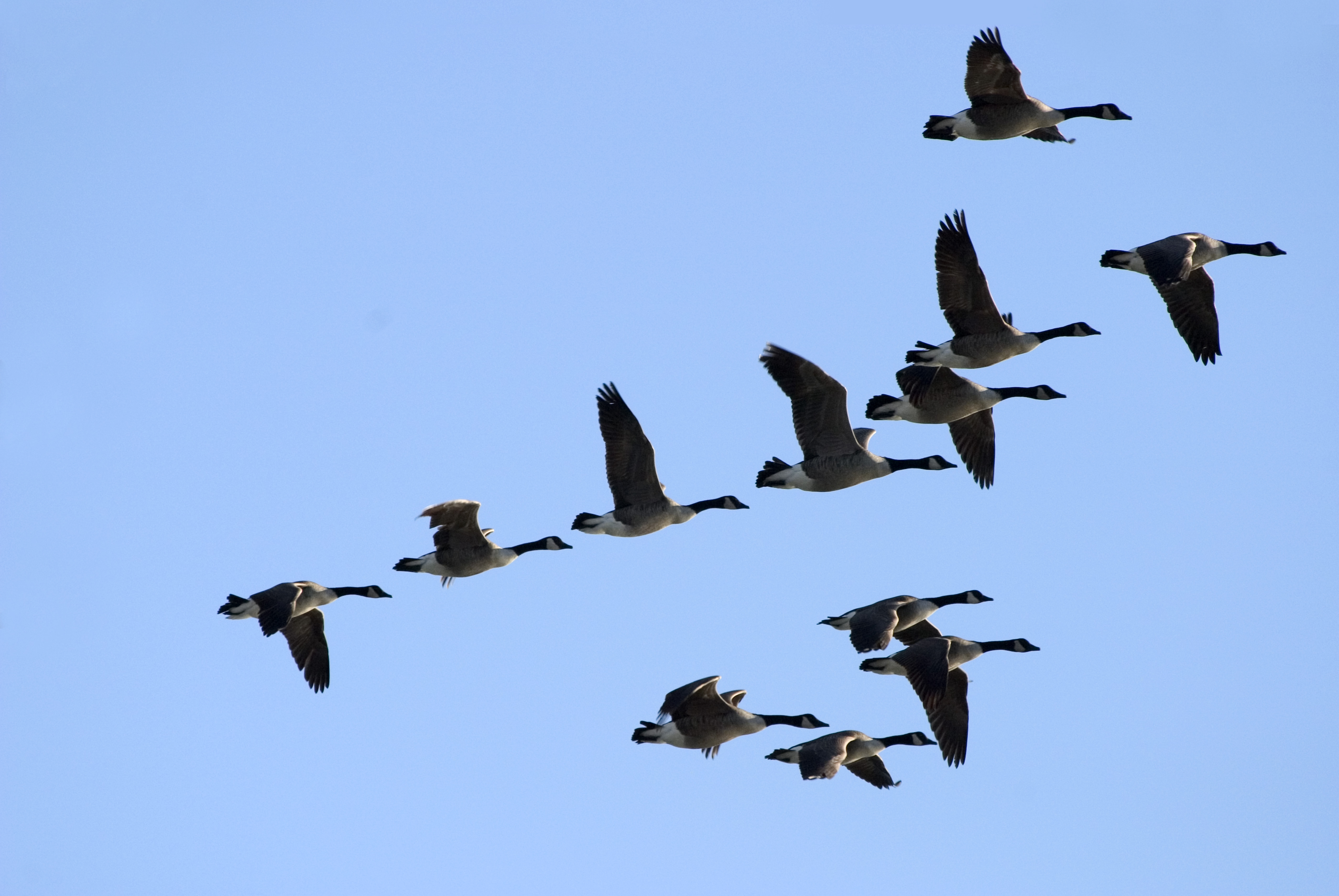 Life lessons from geese